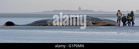 Cuxhaven, Allemagne. Jan 31, 2016. Fichier - Un cachalot échoué sur la plage de cadavre à Cuxhaven Duhnen, Allemagne, 31 janvier 2016. 30 cachalots échoués sur la côte de la mer du Nord en janvier. L'Administration du Parc National de la mer des Wadden de Basse-Saxe sur les plans d'examiner les raisons de l'échouage des cachalots et des experts le 18 mai. PHOTO : INGO WAGNER/dpa/Alamy Live News Banque D'Images