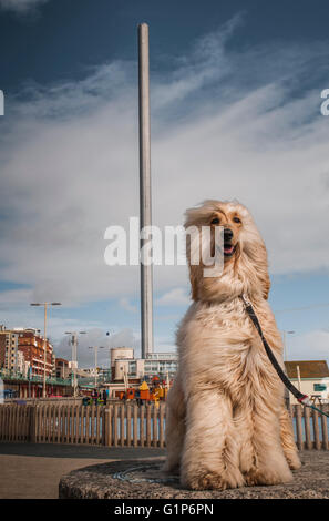 Brighton, East Sussex, Royaume-Uni. 18 mai 2016. Météo Royaume-Uni : soleil de l'après-midi après une pluie torrentielle et des nuages sur la côte sud. Ce magnifique chien courant afghan pose avec la tour BA i360 en arrière-plan Banque D'Images