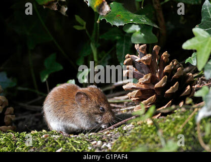 Campagnol roussâtre (Myodes glareolus) Banque D'Images
