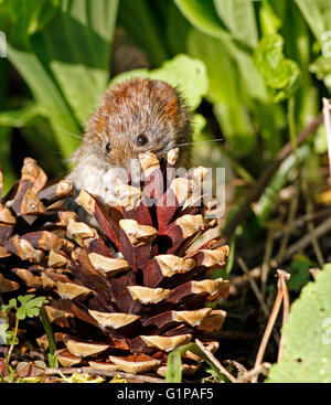 Campagnol roussâtre (Myodes glareolus) escalade sur le cône de pin Banque D'Images