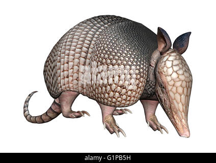 Le rendu 3D d'un armadillo sauvage isolé sur fond blanc Banque D'Images