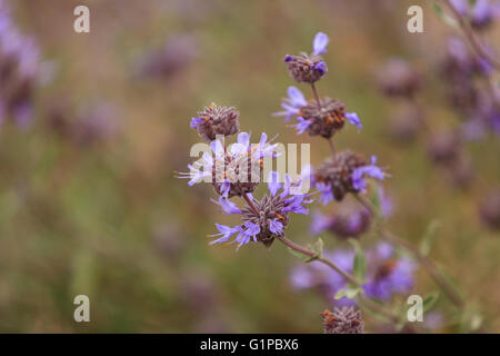 Grappes de fleurs violettes sur la plante Salvia sauge Cleveland clevelandii attirer des papillons dans le sud de la Californie. Banque D'Images
