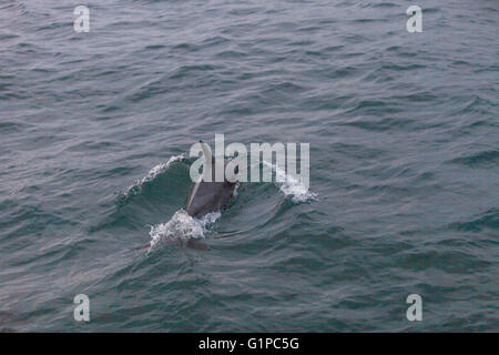 Un groupe de dauphin commun Delphinus court saute et nage à l'avant d'un bateau au large de la côte de l'Île de Balboa dans le Pacifique Banque D'Images