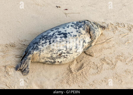 Phoque gris de l'Atlantique - Halichoerus grypus Banque D'Images