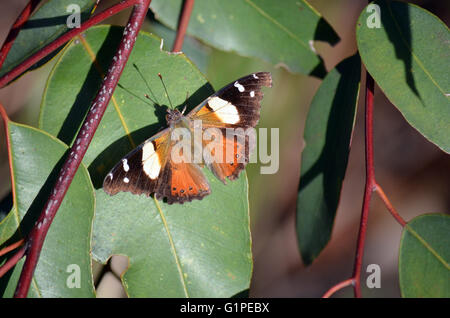 L'amiral jaune australien Papillon, Vanessa itea, avec ailes déployées sur une feuille d'Eucalyptus Banque D'Images