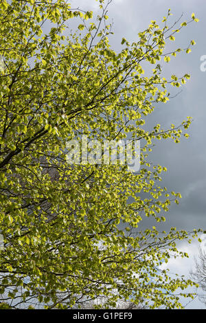 Les jeunes vert acide, délicate et feuilles tombantes d'un Beech tree contre le ciel, Berkshire, Avril Banque D'Images