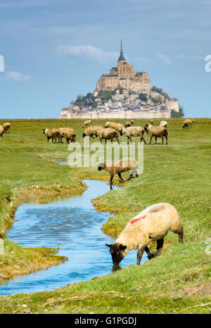 Dans la plaine des moutons paissant sur les prairies de marais salé au Mont-Saint-Michel, Normandie Banque D'Images