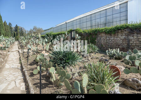 Cactus dans le jardin botanique de Balchik, Bulgarie. Banque D'Images