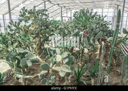 Cactus dans le jardin botanique de Balchik, Bulgarie. Banque D'Images