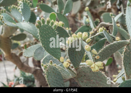 Cactus dans le jardin botanique de Balchik, Bulgarie. Banque D'Images