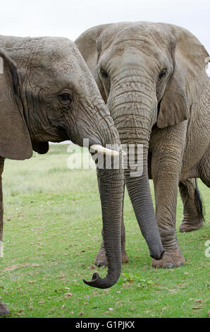 Les jeunes éléphants africains de toucher les lignes réseau. Loxodonta africana Banque D'Images