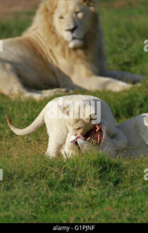 La famille White lion (Panthera leo krugeri) dans le parc du Lion Drakenstein, Klapmuts, Cape Winelands, Afrique du Sud. Banque D'Images