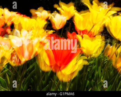 Close up de tulipes jaune, rouge, vert, soft focus Banque D'Images