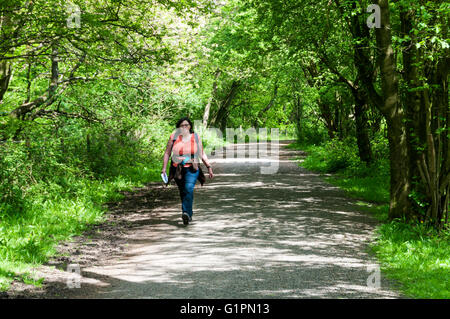 Une femme marche à travers une zone boisée dans les North Downs Way et Voie de pèlerinage à Surrey. Une partie de la ceinture verte au sud de Londres. Banque D'Images