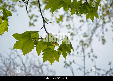 Feuilles d'acer vert frais au printemps Banque D'Images