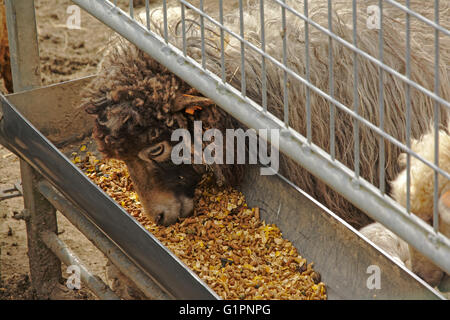 Moutons d'Ouessant de manger dans une ferme d'alimentation Banque D'Images