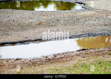 La pluie remplie de poule sur une route asphaltée. Banque D'Images