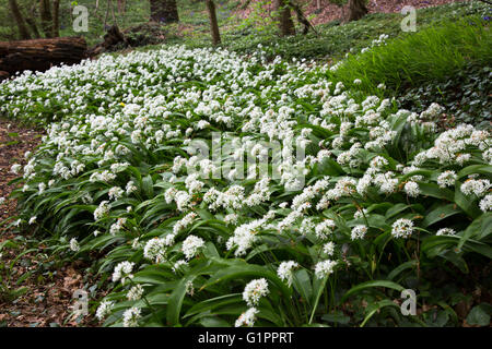 L'ail des ours Allium ursinum plantes (éventuellement) croissant dans la campagne autour de Durham, England, UK Banque D'Images