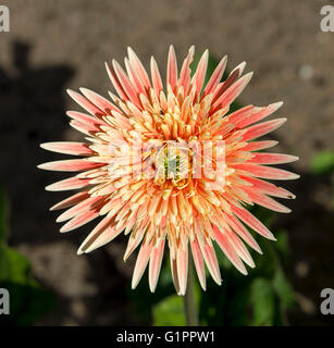 Gerbera jamesonii une espèce de plantes du genre ou Gerbera Daisy dans Provence-Alpes-Côte d'Afrique avec couleur double rayons est belle. Banque D'Images