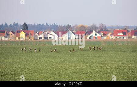 Le chevreuil (Capreolus capreolus) troupeau de paysage agricole avec maisons, course de distance. Banque D'Images