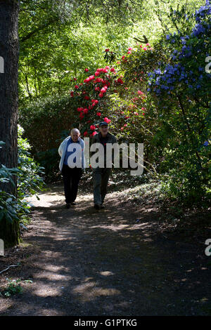 Deux visiteurs à marcher le long du sentier en brentry rhododendron wood à sir Harold hillier gardens à romsey england uk Banque D'Images