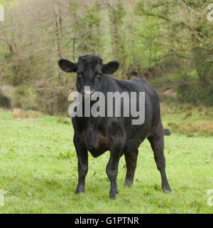 Aberdeen Angus cow Banque D'Images