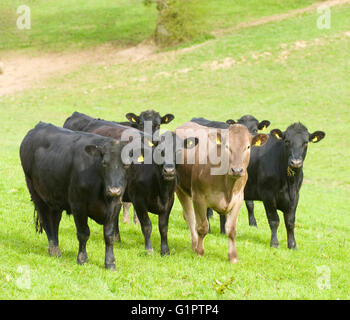 groupe de vaches debout dans un champ Banque D'Images