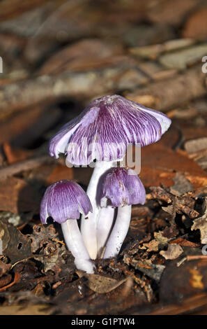 Fractionnement du mauve wax-cap les champignons, Porpolomopsis lewelliniae, poussant sur sol des forêts pluviales tempérées à Bola Creek, Royal National Park, NSW, Australie Banque D'Images