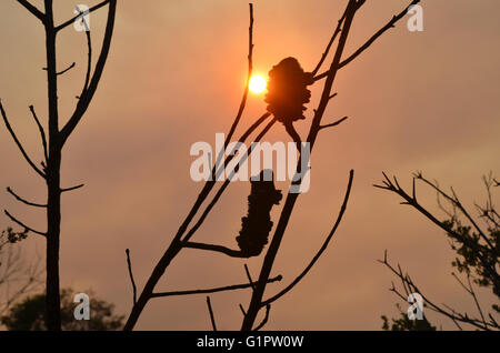 À travers la fumée de feux rougeoyants du soleil avec la silhouette d'un arbre sans feuilles Banksia, Royal National Park, Sydney, NSW, Australie Banque D'Images