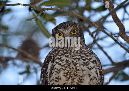 Owl Ninox puissant australien, strenua, perché dans un arbre dans le Royal National Park, Sydney, Australie Banque D'Images