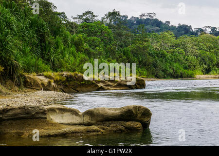 Forêt Amazonienne flux. Photographié en Colombie Banque D'Images