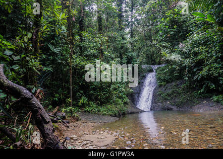 Forêt Amazonienne flux. Photographié en Colombie Banque D'Images