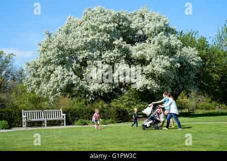 Deux mères et d'enfants marchant devant arbre couvert de fleurs à sir Harold hillier gardens à romsey england uk Banque D'Images