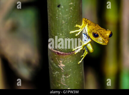 Poison dart frog (également connu sous le nom de dart-poison poison frog, grenouille ou anciennement connu sous le nom de poison arrow frog) photographié en Amazonie Banque D'Images