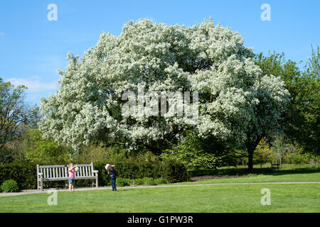 Deux enfants, jouer en face de l'arbre couvert de fleurs à sir Harold hillier gardens à romsey england uk Banque D'Images