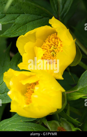 Fleurs jaunes de l'arbre d'architecture, de pivoine Paeonia ludlowii Banque D'Images