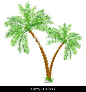 Palmier Tropical over white Illustration de Vecteur