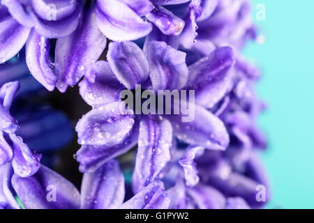 Commune humide Dutch Garden Hyacinth (Hyacinthus orientalis) avec les gouttelettes d'eau Banque D'Images