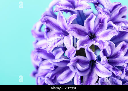 Commune humide Dutch Garden Hyacinth (Hyacinthus orientalis) avec les gouttelettes d'eau Banque D'Images