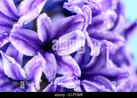 Commune humide Dutch Garden Hyacinth (Hyacinthus orientalis) avec les gouttelettes d'eau Banque D'Images