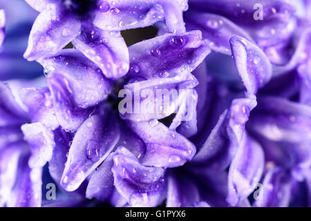 Commune humide Dutch Garden Hyacinth (Hyacinthus orientalis) avec les gouttelettes d'eau Banque D'Images