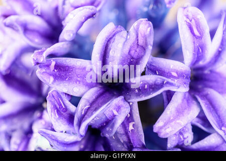 Commune humide Dutch Garden Hyacinth (Hyacinthus orientalis) avec les gouttelettes d'eau Banque D'Images