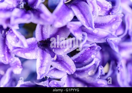 Commune humide Dutch Garden Hyacinth (Hyacinthus orientalis) avec les gouttelettes d'eau Banque D'Images