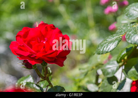 Rose Rouge Banque D'Images