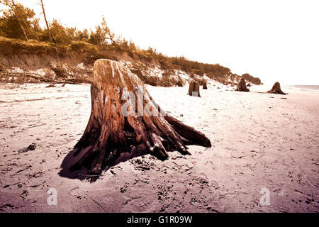 Les troncs des arbres morts. Rare 3000 ans les arbres feuillus morts sur la plage situé dans le Parc National Slowinski, Pologne, mer Baltique. Banque D'Images