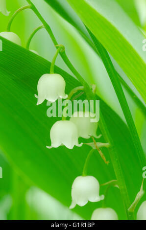 Le muguet en forêt Banque D'Images