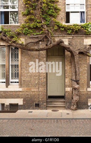 Vieille Grande plante grimpante maintenant taille d'arbre comme ivy nouveau Hall Street Inn Virginia creeper sur fascia Banque D'Images