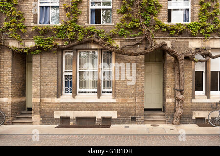 Vieille Grande plante grimpante maintenant taille d'arbre comme ivy nouveau Hall Street Inn Virginia creeper sur fascia Banque D'Images