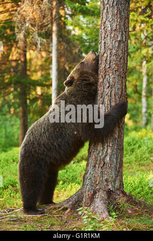 Ours brun très fatigué s'appuie contre un arbre dans un ours brun très fatigué s'appuie contre un arbre dans une forêt finlandaise Banque D'Images