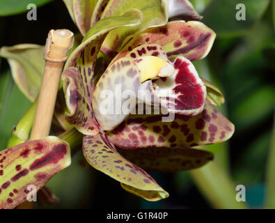 Cymbidium Orchidée hybride Ishitani Harriet Banque D'Images